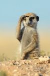 suricate.jpg