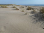 plagelagrandeplage11.JPG